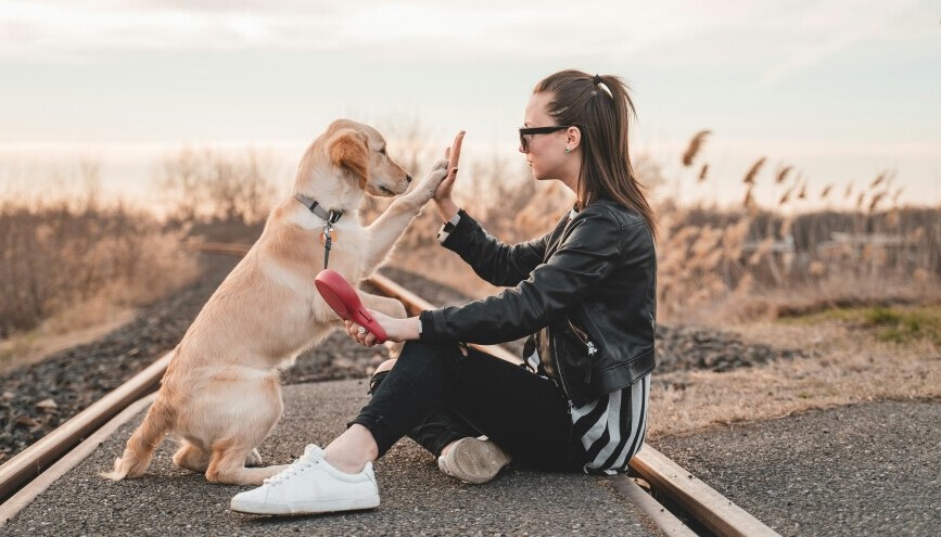 Pet Sitting and Dog Walking: Get Paid to Care